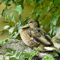 I Interrupted His Nap.jpg