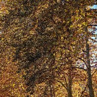 Impressionist's Avenue.jpg