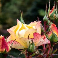 Yellow And Purple.jpg