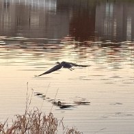 Great Blue Heron Photo.JPG