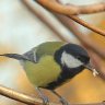 Great tit, wondering if that "food" will satisfy him/her 😉