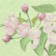 Apple Blossoms.JPG