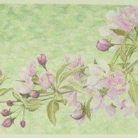 Apple Blossom Branch.JPG