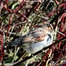 House sparrow taking a sunbath