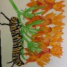 monarch caterpillar