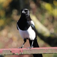 Magpie wondering what I am doing 1.JPG