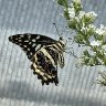 Citrus Swallowtail
