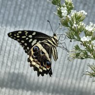 Citrus Swallowtail.jpg