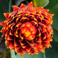 Guzmania Conifera.jpg