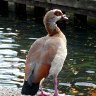 Egyptian goose