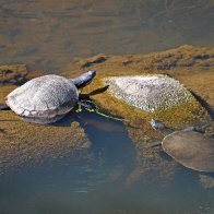 roseglen-street-park-turtles-DSC_0491-1920X1080.jpg