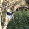 Magpie in flight