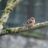 Tree chaffinch coming as chose as this for the first time