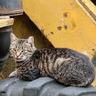 Addicted To Diesel.jpg