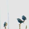 Starlings watching over the neighbourhood 