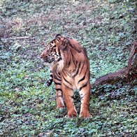 tiger2.jpg