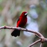 Male Crimson Backed Tanager