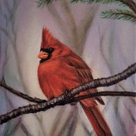 Cardinal in Light 9x12 Acrylic.jpg