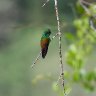 Rufous Tailed Hummingbird Cleaning Beak 