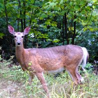 Deer PMPsz.JPG
