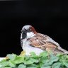 Sparrow at Store