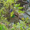 Bay Headed Tanager Foraging