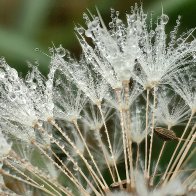 Dandelion Blowball With Fog Droplets.jpg