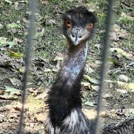 The Big Emu Surprise.jpg