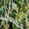 The Creeping Juniper