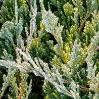 The Creeping Juniper.jpg