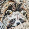 Raccoon in tree