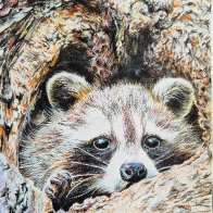 shy raccoon in tree.jpg