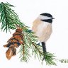 Chadwick Chickadee