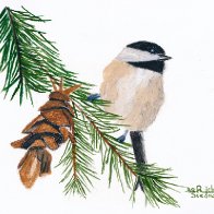 Chadwick Chickadee.jpg