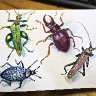 beetles