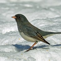 20150302-Dark Eyed Junco.jpg
