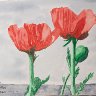 Poppies
