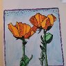 Poppies