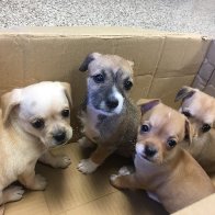 Shelter Puppies (1).JPG