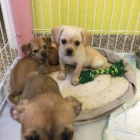 Shelter Puppies (2).JPG