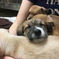 Shelter Puppies (3).JPG