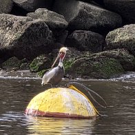 Pelican at Santta Cruz CA USA v1.0.jpg
