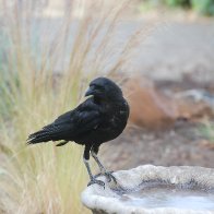 Crow at Bird bath.JPG