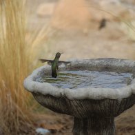 Hummingbird at birdbath.JPG