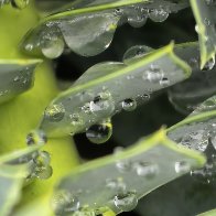 Myrthle Spurge Soaked Through With Fog.jpg