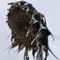 Winter Sunflower.jpg