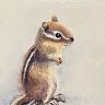 Cute chipmunk