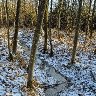 Winter in The Forest 3