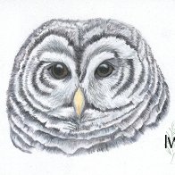 Untitled design (2).jpg