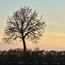 One Tree in Sunset 